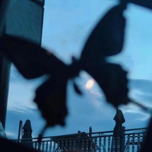 巴西大码纹大屁股的起源和历史
